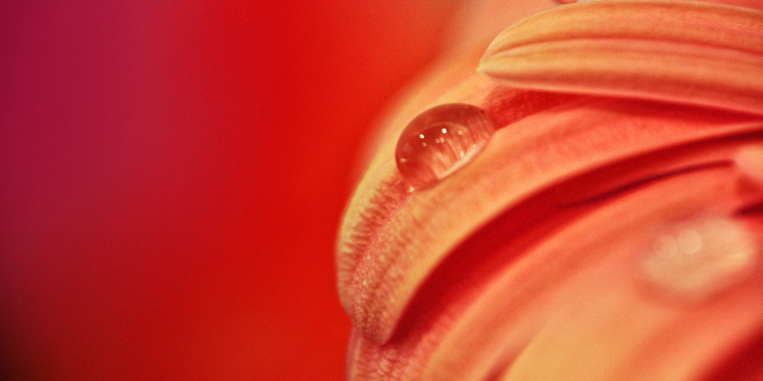 Goutte d’eau posée sur un pétale rose orangé. 
