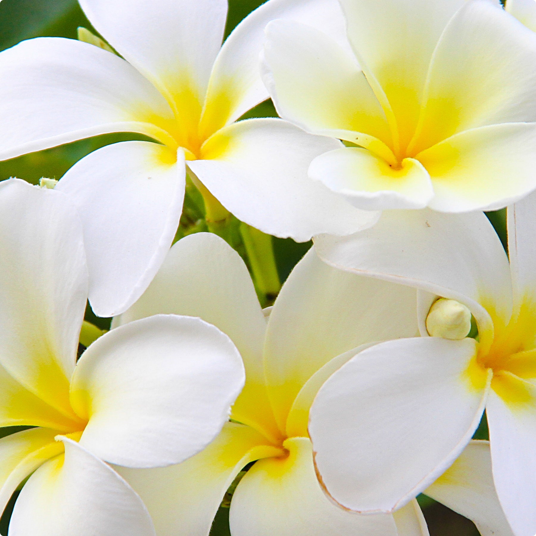 fleur de tiaré