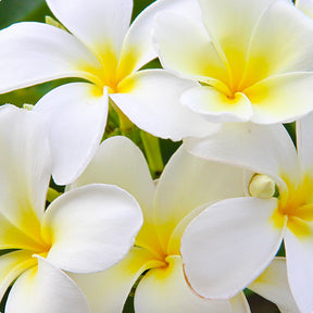 fleur de tiaré