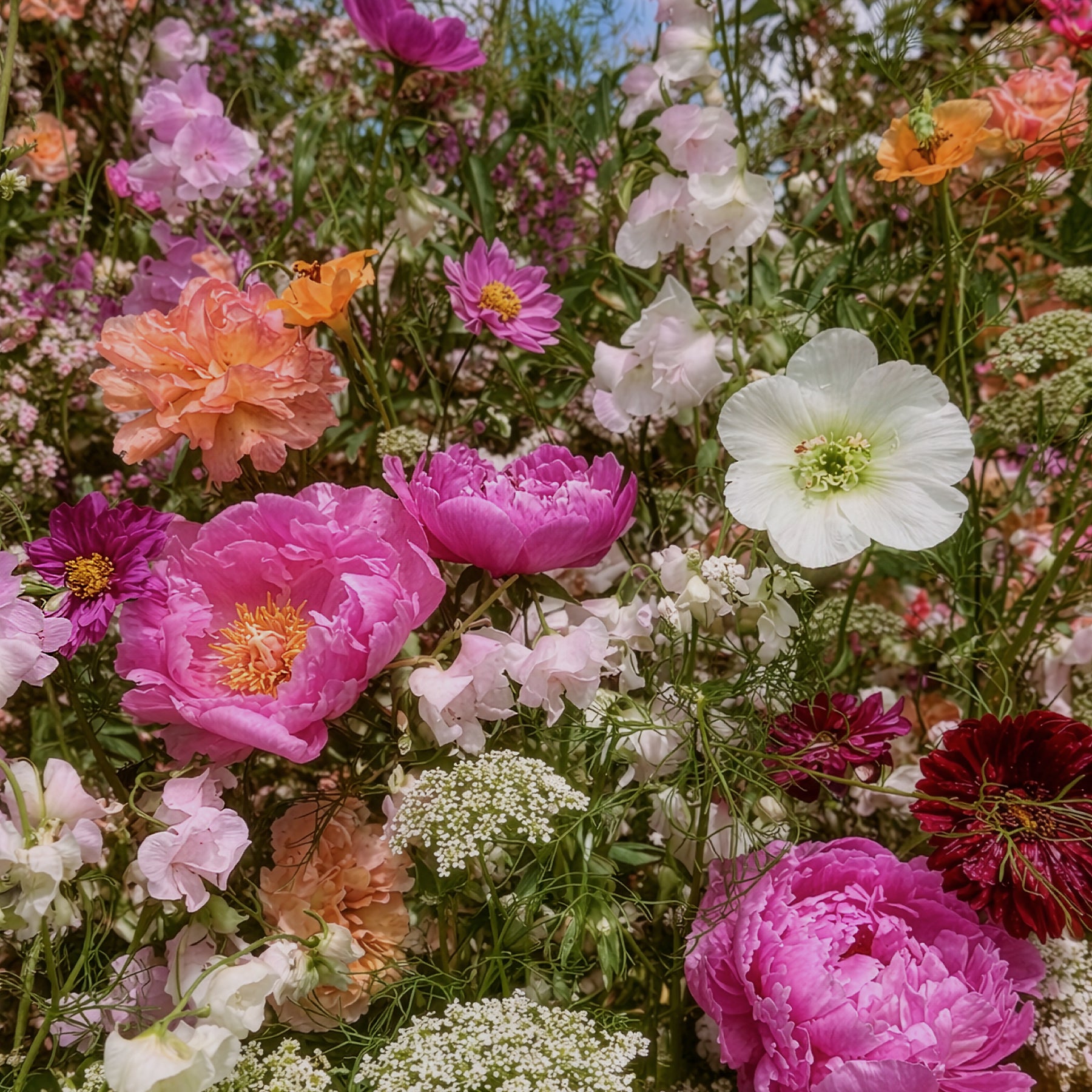 Composition dense de fleurs roses, blanches, orange et violettes, feuillage vert, lumière naturelle.