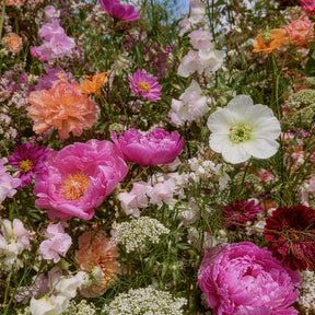 Composition dense de fleurs roses, blanches, orange et violettes, feuillage vert, lumière naturelle.