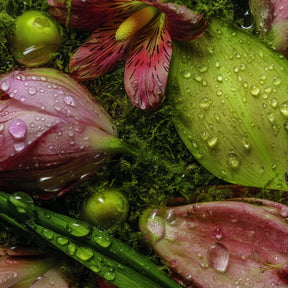Macro humide avec feuille vert clair couverte de gouttelettes, pétales roses et fond de mousse verte.
