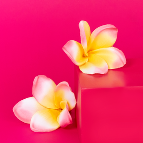 fleur de tiaré 